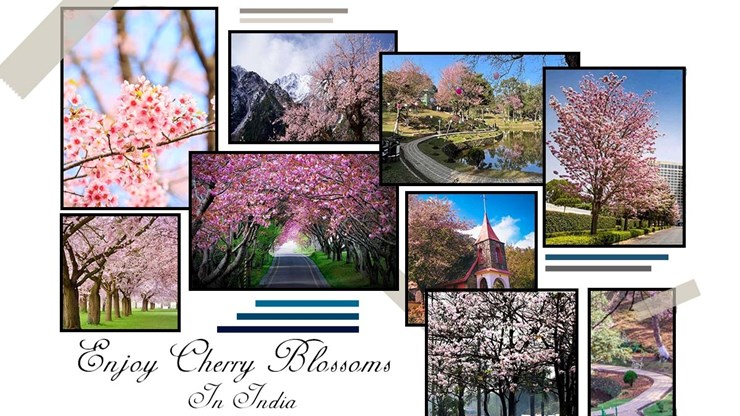 Here You Should Enjoy Cherry Blossoms in India