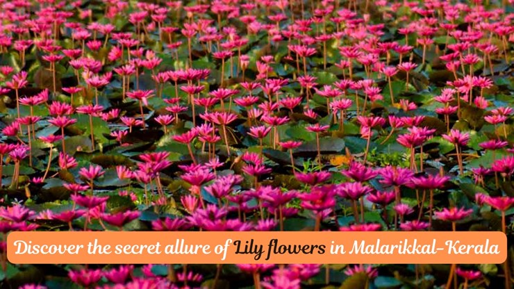 Kerala Malarikkal Village Blossoms with Lilies Creating a Beautiful Sea of Colors