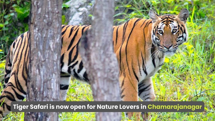 The New Tiger Safari Zone in Karnataka Chamarajanagar is Soon to Open